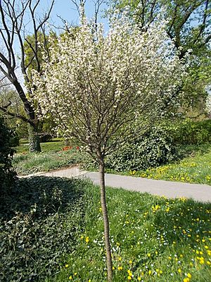 Buda Arboreta. Upper garden. Semisour cherry (Prunus x eminens 'Umbraculifera'). - Budapest.JPG