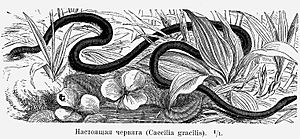 Caecilia gracilis.jpg