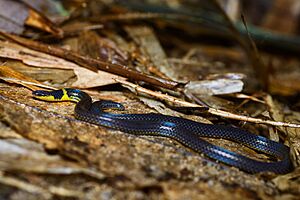 Calamaria pavimentata, Collared reed snake.jpg