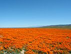 Antelope Valley California Poppy Reserve