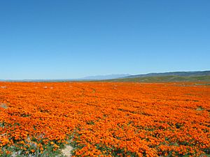 California Poppies1