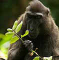 Celebes crested macaque (13968482373)