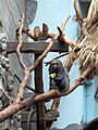 Cercopithecus hamlyni