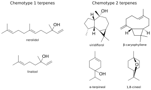 Chemotypes found in Melaleuca quinquenervia
