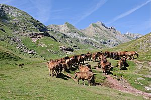 Chevaux estive Pyrenees