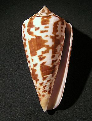 Conus inscriptus 001.jpg