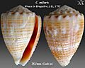 Conus miliaris 1