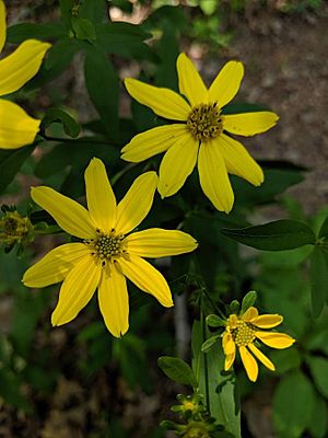 Coreopsis major flower