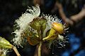 Corymbia watsoniana buds