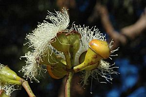 Corymbia watsoniana buds