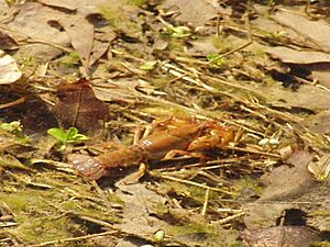 A picture of the Nashville crayfish