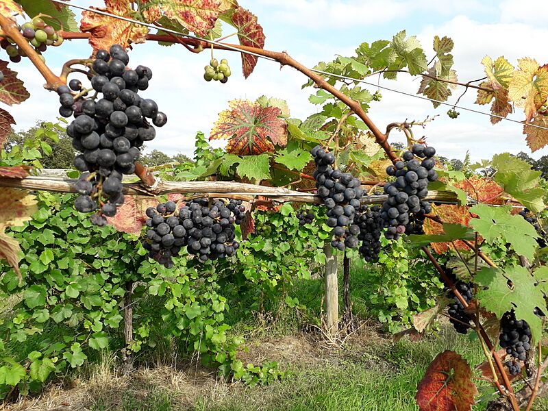 Cricket Pitch Vineyard