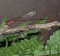 Crimson Hawaiian damselfly by Dan Polhemus (7981002650)