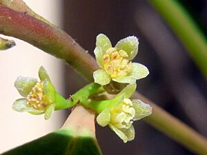 Cryptocarya meissneriana small 136