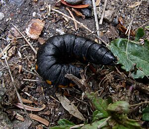 Cucullia intermedia 8245554.04w.wiki