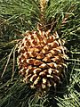 Culter pine cone