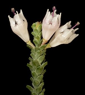 Darwinia pauciflora (9056320448).jpg
