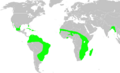 Dendrocygnabicolormap