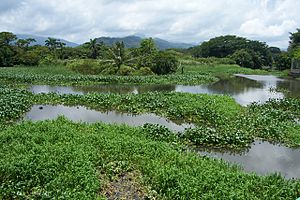 Desembocadura del río de Tela