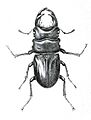 Dorcus hopei