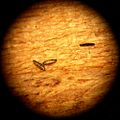 Dry Aedes albopictus eggs