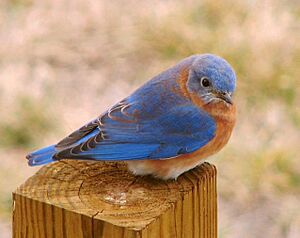 Eastern Bluebird, crop.jpg