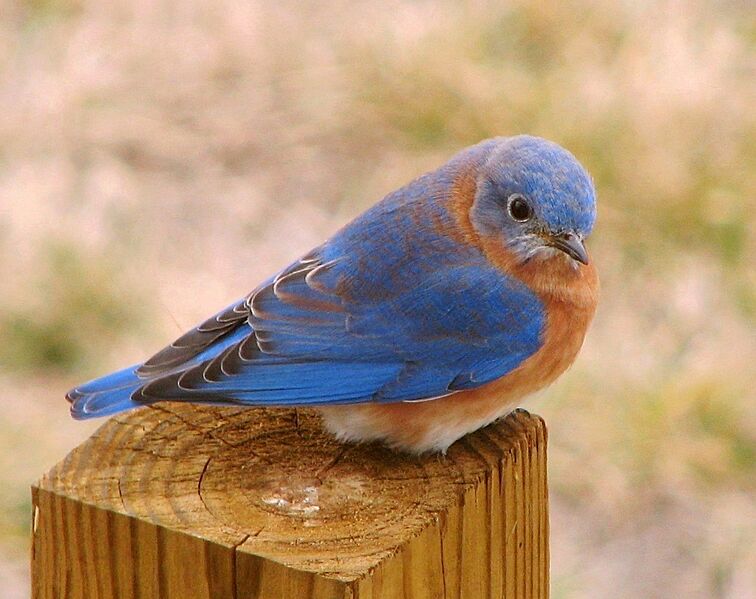 Eastern Bluebird, crop