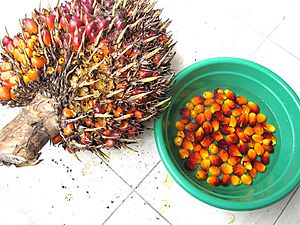 Elaeis guineensis - noix de palme oil palm - harvesting fruits from the the cluster
