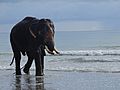 Elephant at Andaman and Nicobar Islands