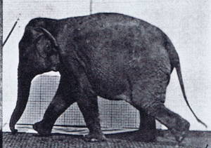 Elephant walking