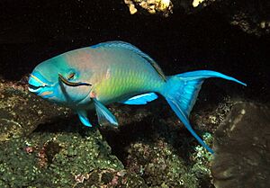 Ember parrotfish, Scarus rubroviolaceus - terminal phase (6073675545).jpg