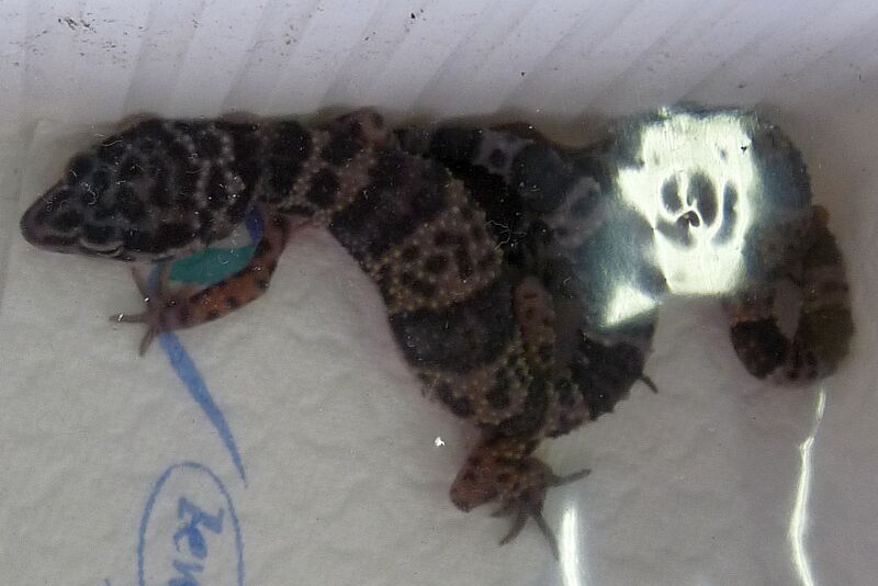 Eublepharis turcmenicus2