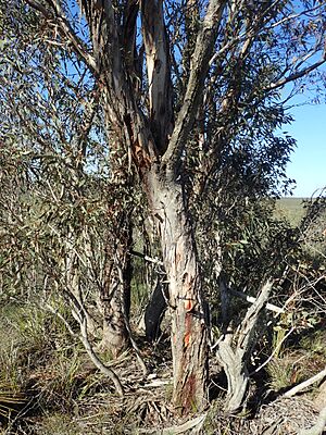 Eucalyptus × balanites bark
