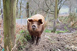 Farm pig in Stirling (DSCF0095)