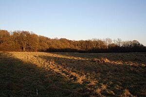 Field between Butchers Wood and Lagwood, Hassocks, West Sussex - geograph.org.uk - 1092864