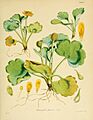 Flora Antarctica Plate I