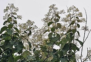 Flower, fruit & leaves (Tectona Grandis) I IMG 8818