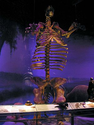 Fossilhall sloth