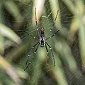Giant wood spider (Nephila pilipes) female ventral