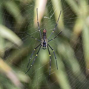 Giant wood spider (Nephila pilipes) female ventral.jpg