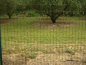 Glanum-snail-climb-fence-5763