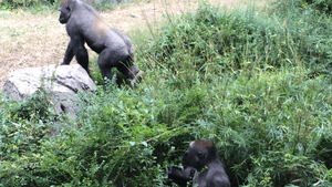 Gorillas-Shana-Zola-Dallas Zoo