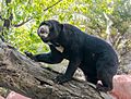 Himalayan black bear climbing