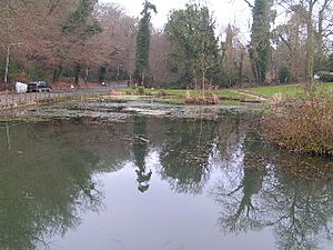 Holden Pond, South of Southborough Common - geograph.org.uk - 121905.jpg