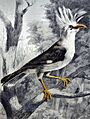 Hoopoe starling Roussin