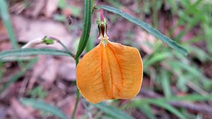 Hybanthus stellarioides flower (13798930955).jpg