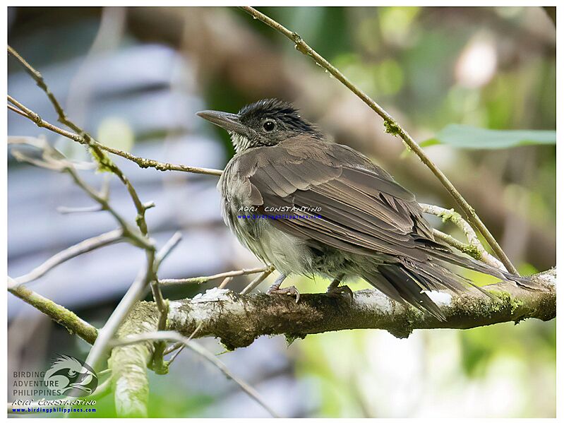 Hypsipetes siquijorensis siquijorensis