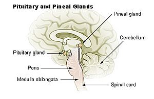 Illu pituitary pineal glands