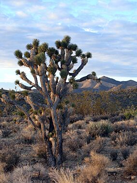 Joshua Tree Forest - panoramio.jpg
