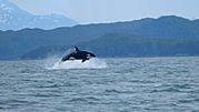 Killer whale in Alaska.jpg